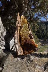 AĞAÇ OYUĞU BALI (DOĞAL BAL)