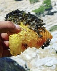 AĞAÇ OYUĞU BALI (DOĞAL BAL)