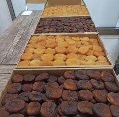 Kaysı Kurusu Iğdır/Malatya